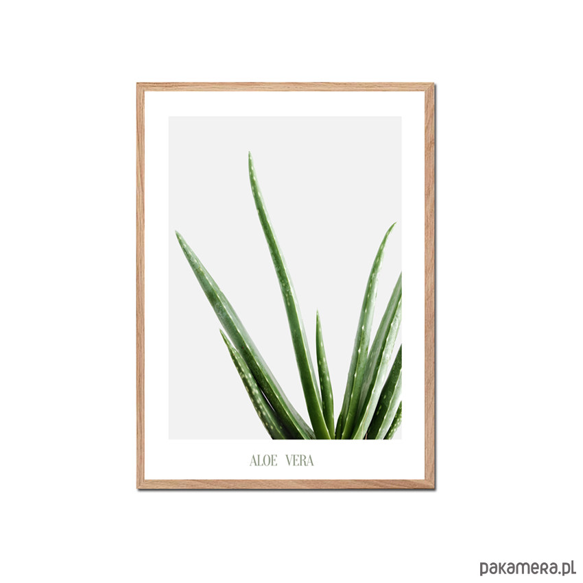 Plakat Botaniczny Aloe Vera Pakamera Pl