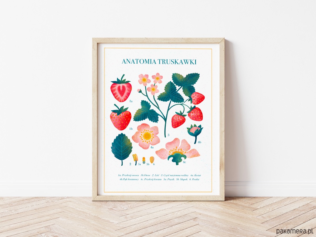 Plakat Botaniczny Anatomia Truskawki X Cm Pakamera Pl