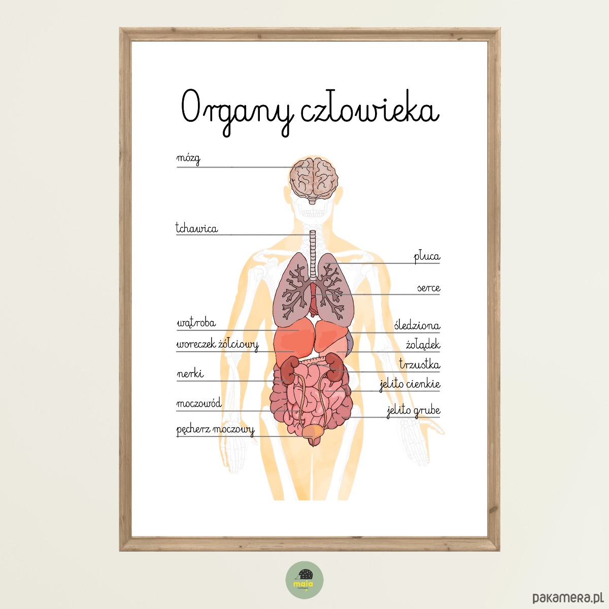Plakat Edukacyjny Organy Cz owieka Montessori Dla Dzieci Pakamera pl