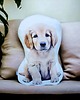 poduszki z grafiką Poduszka piesek przytulanka z pieskiem pies maskotka pies golden retriever