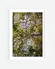 fotografia Zwisająca wisteria