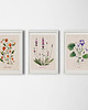 plakaty 3 ilustracje botaniczne | A3