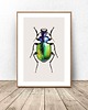 plakaty Plakat na ścianę z kolorowym żukiem 50x70 (500mm x 700mm)