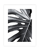 plakaty Monstera Plakat