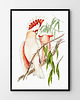 plakaty Plakat Papugi