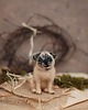 figurki i rzeźby Mops Miniatura- zamówienie indywidualne