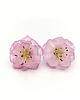 kolczyki z masy plastycznej Kolczyki sakura delikatne kwiaty półprzezroczyste handmade stal