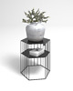 kwietniki Kwietnik Ficus Medi 50cm