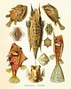 grafiki i ilustracje Rysunek grafika litografia ryby  ocean