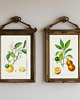 grafiki i ilustracje DWA PLAKATY galeria botaniczne owoce cytrusowe