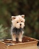 figurki i rzeźby York Terrier Miniaturka