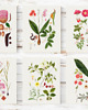 grafiki i ilustracje PLAKATY  botaniczne vintage ryciny kwiaty