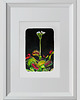grafiki i ilustracje Rysunek Muchołówka Grafika 32x24cm + biała rama