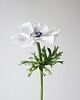dodatki - różne Dekoracja botaniczna, kwiat z papieru - anemon