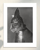 fotografia Fotografia z passe-partout: Kot Brunhilde