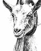 grafiki i ilustracje Koza