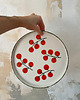 patery i talerze Talerz porcelanowy obiadowy w pomidorki z zielonym rantem / 26,5 cm