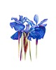 plakaty Plakat  Iris sibirica