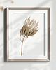 grafiki i ilustracje Protea, grafika, akwarela - sepia