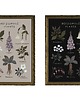 grafiki i ilustracje Poisonous plants