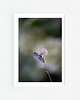 fotografia Biały motyl
