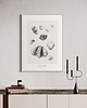grafiki i ilustracje Muszle   print 50x70 cm
