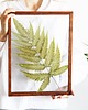 inne Pteris Fern Light Green XL