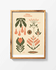 plakaty Atlas Cycoides x print