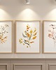 grafiki i ilustracje ZESTAW PLAKATÓW botanicznych, grafiki polne kwiaty roślinne