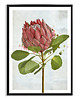 plakaty PLAKAT (poster) KWIAT PROTEA