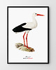 plakaty Plakat BOCIAN