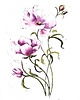 obrazy "Delikatne fioletowe anemony" 24*32 cm/ akwarela