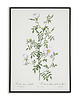 plakaty Rosa sepium - Plakat botaniczny - Retro