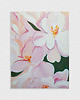 obrazy Blush / 80x60