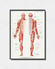 plakaty Plakat Anatomia człowieka