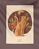 grafiki i ilustracje Ilustracja WILD
