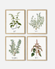 grafiki i ilustracje PLAKATY DO KUCHNI zioła botaniczne