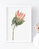 grafiki i ilustracje Protea, grafika, akwarela
