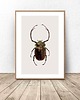 plakaty Plakat na ścianę z zielono-złotym żukiem 50x70 (500mm x 700mm)