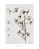 grafiki i ilustracje Ginkgo biloba 50x70 cm