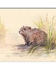 grafiki i ilustracje Świstak/ Bóbr. Akwarela ręcznie malowana