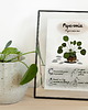 grafiki i ilustracje Instrukcja roślinna: PEPEROMIA Peperomioides (pieniążek)
