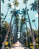 plakaty Plakat "Palmy w Rio De Janerio"