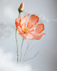 dodatki - różne Dekoracja botaniczna, papierowy kwiat - kosmos jasnopomarańczowy