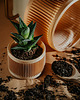 doniczki Mała doniczka 71P02.120.OAK / eko / zero waste / minimalizm