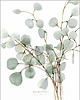plakaty Eucalyptus - Fine Art Print