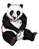 naszywki na ubrania Naszywka termo przylepna Panda