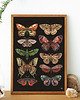 plakaty Motyle i ćmy plakat, plakat botaniczny, motyle, ćmy dekoracja