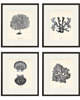 grafiki i ilustracje Zestaw 4 grafik  koralowiec reprodukcja morskie