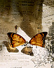 kolczyki - inne Kolczyki bursztynowe motyle
